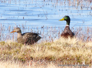 Mallards