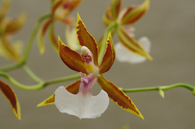 Oncidium cariniferum care and culture