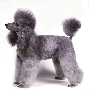 poodle dog pupies puppy hair cuts model style animal pets dog apricot