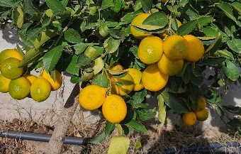 كيف تحمي النباتات والأشجار من الصقيع- شجرة الليمون