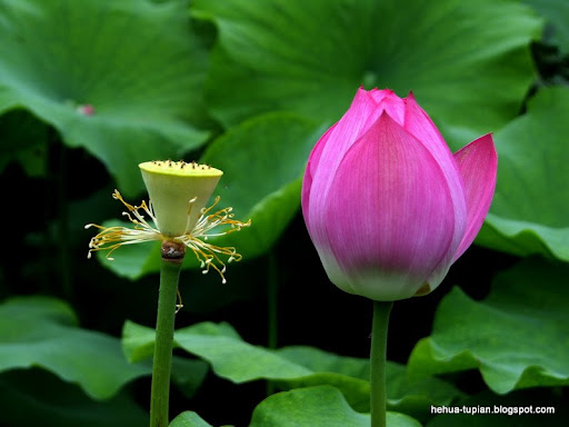 荷花图片Lotus Flower:p89n7zivpp2sx1