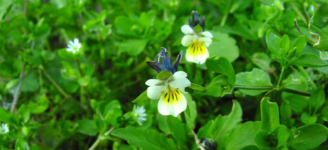 Pensamiento silvestre y plantas cruciferas