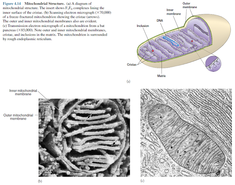 Mitochondrial Structure