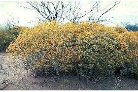 Snakebush