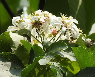 油桐雌花