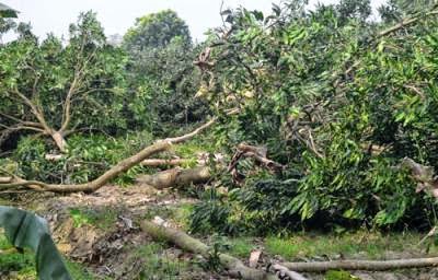 প্রকাশ্যে ৯০টি গাছ কাটল দুর্বৃত্তরা