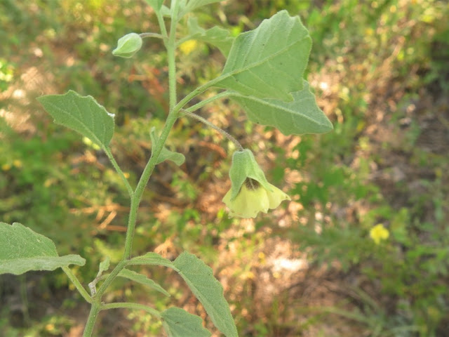 Physalis mollis