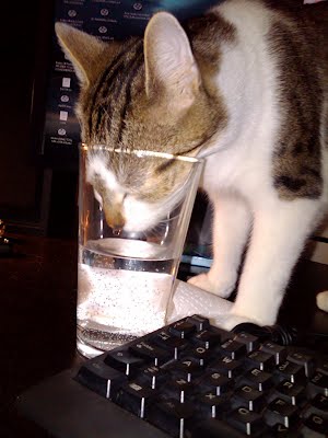 15 cats drinking from water glasses, funny cats, cat pictures, cute cat pictures