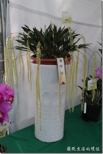 2013台南蘭花展34