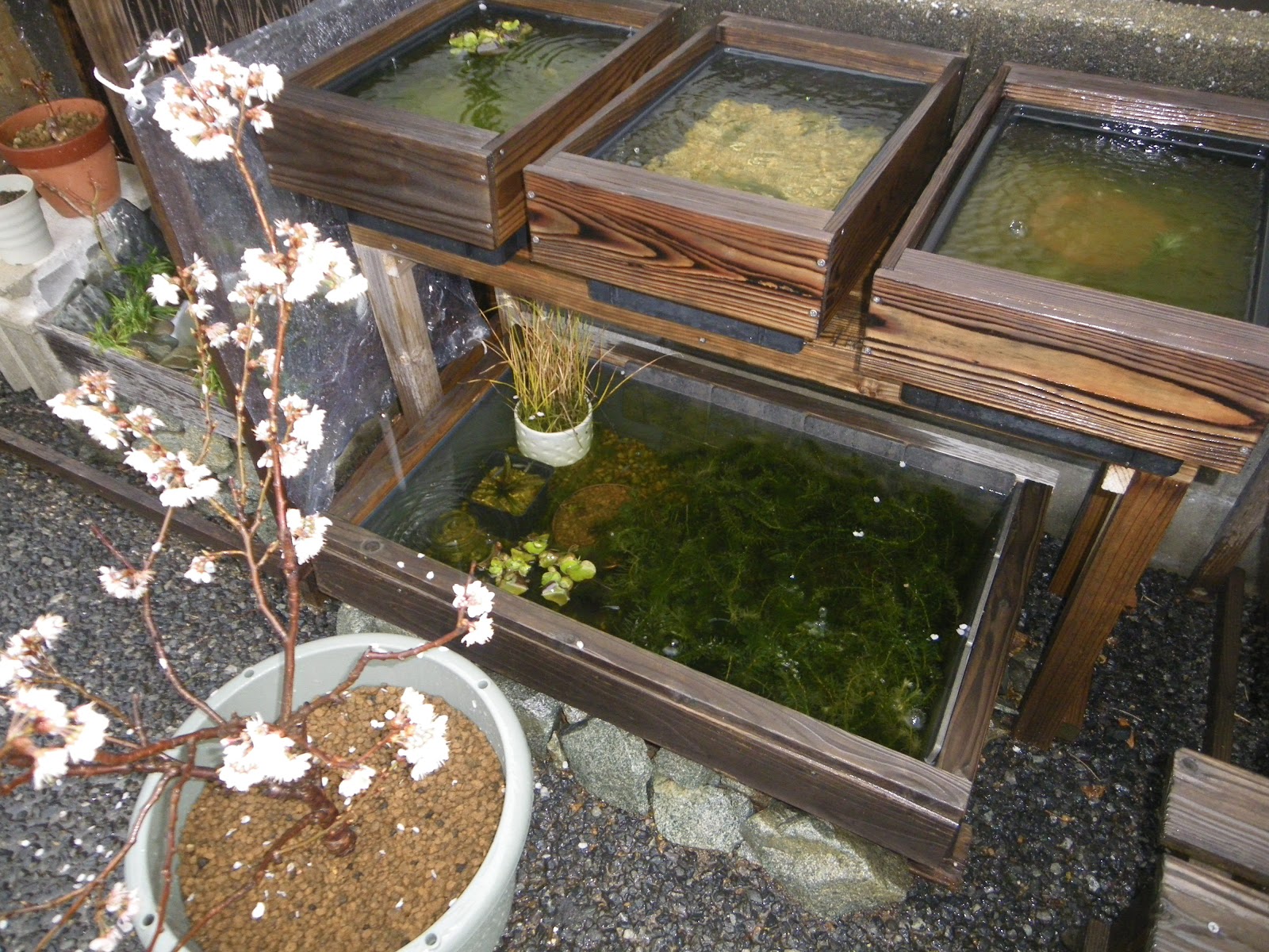 雨でメダカのビオトープの掃除が予定通りできません メダカの大工