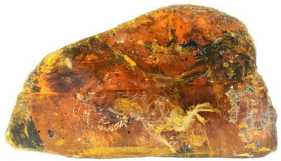 Fosil Burung Purba ditemukan Terjebak dalam Amber