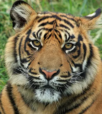 Kepunahan Harimau Sumatera