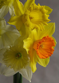 daffodils