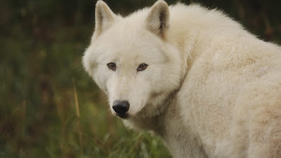 The Trouble With Wolves Documentary Image 2