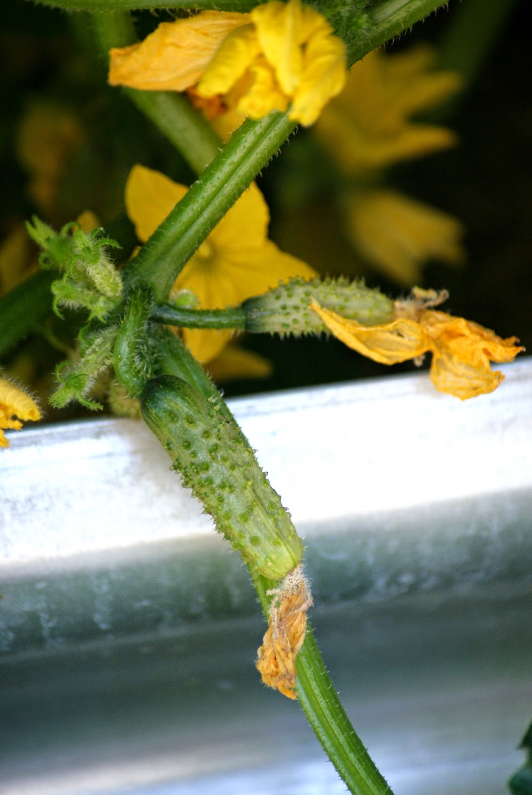 Baby Cucumbers Growing in the Garden