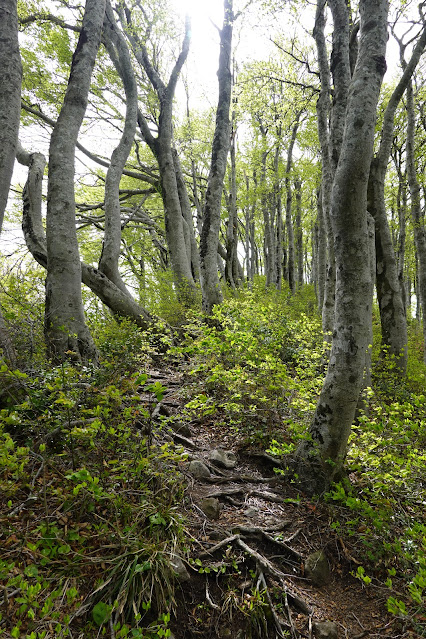 鳥取県西伯郡大山町大山 下宝珠山の登山道