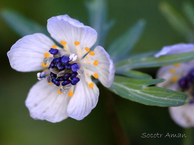 Shibateranthis pinnatifida