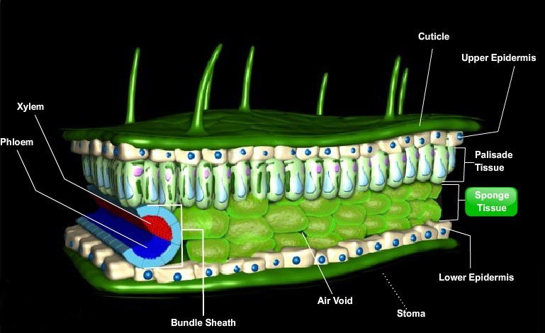Pigments In Chloroplast