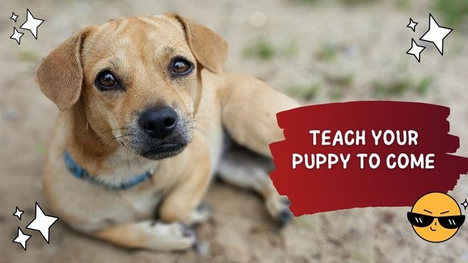 Teach Your Puppy To Come