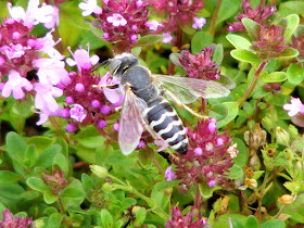 Male sand wasp Bembix oculata nectaring on wild thyme. Indre et Loire. France. Photo by Susan Walter.