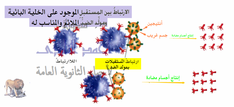 الدرس 89 تركيب الجهاز المناعى فى الإنسان سادسا الأجسام