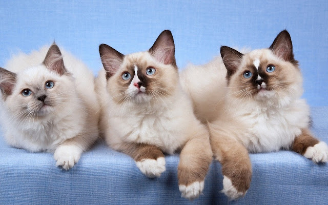 cute Three ragdoll cat and kitten pics