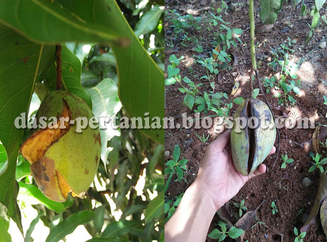 Penyebab Buah Mangga Sering Pecah Sebelum Masak