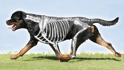 Rottweiler's Anatomy