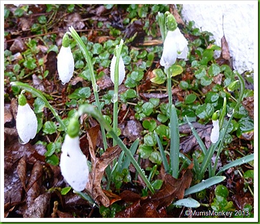 snowdrops in the rain