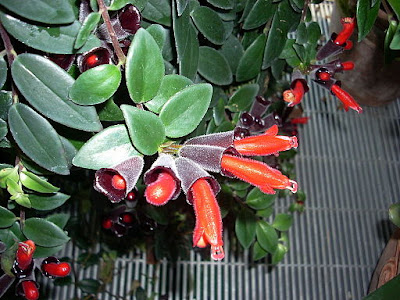 Lipstick Plant Tanaman  Merambat  dari Hutan Hujan Tropis 