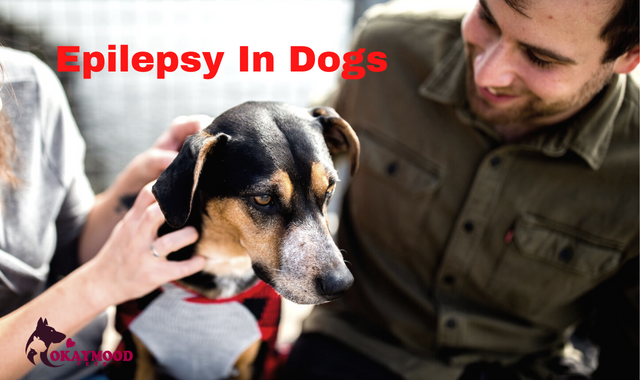 Epilepsy In Dogs And  Loss Of Consciousness