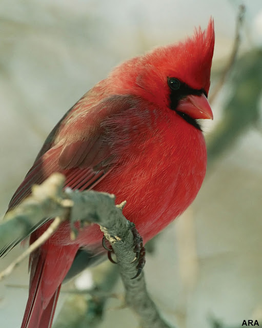 cardinal wallpaper,cardinal images,cardinal photo,cardinal picture,cardinals,cardinal bird,flying cardinal,sweet cardinals,red cardinal,