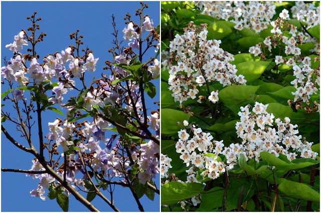 Surmia i paulownia