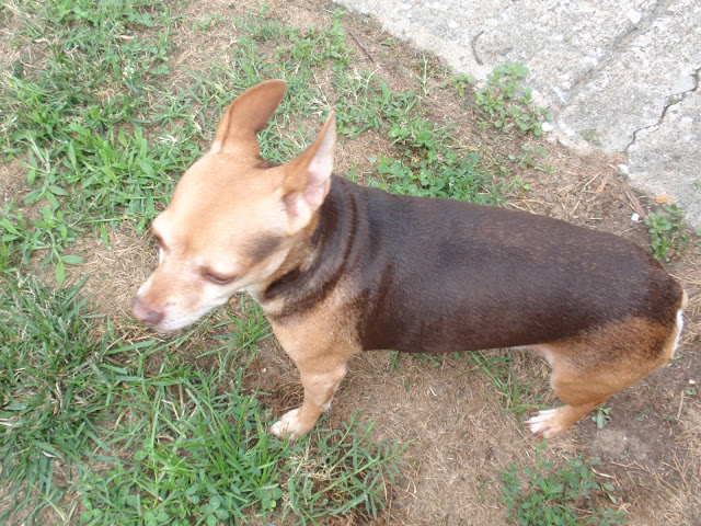 #Chihuahua #Scoobydoo standing rigid because he is scared