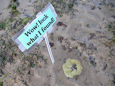 Carpet anemone