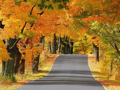 carretera-cubierta-por-ramas-de-arboles