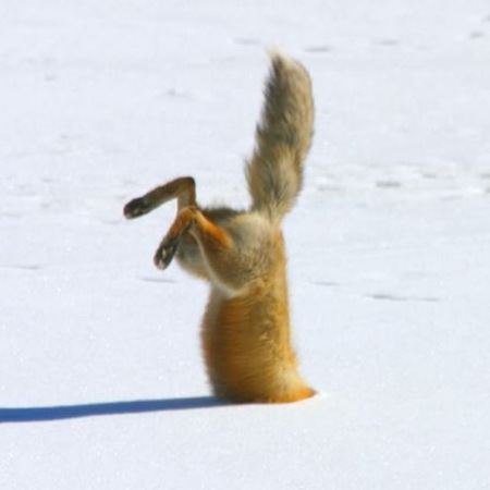 Animal Javelin 01