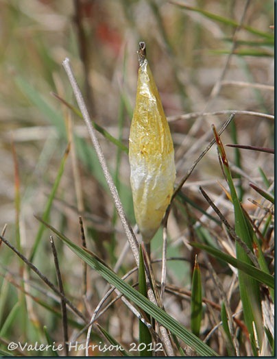 4-six-spot-burnet-cocoon