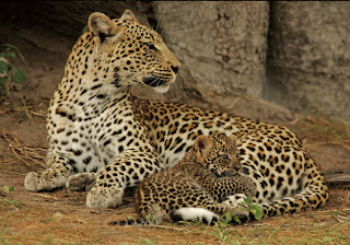 Macan Tutul atau leopard