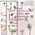 Animal evolution and evolution of all living things on earth