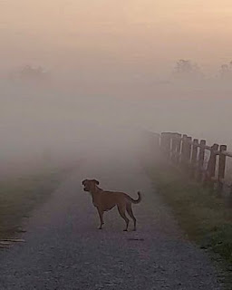 nebbia, rosa, cielo cangiante, luce, regali inattesi,#intothewood #lameravigliadellepiccolecose,#littlethings,#littlethings #littlethingsthatmakemehappym #mydogm #dogofistagram, parco agricolo sud milano, luoghi del cuore, luoghi dell'anima,#Sally #autumn22 #autunno, A casa di Anna blog, natura, racconti naturali, racconti dell'anima, connessioni, annapisapiablogspot.com