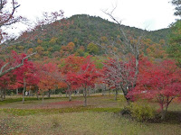 嵯峨野の山々を背景に紅葉が織りなす光景