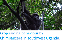 https://sciencythoughts.blogspot.com/2014/11/crop-raiding-behaviour-by-chimpanzees.html