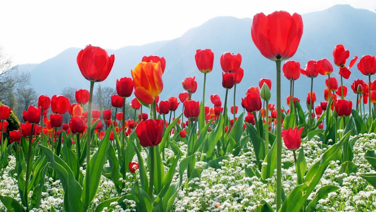 Tulips Flowers HD Wallpaper 11