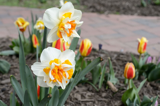 Biltmore Blooms