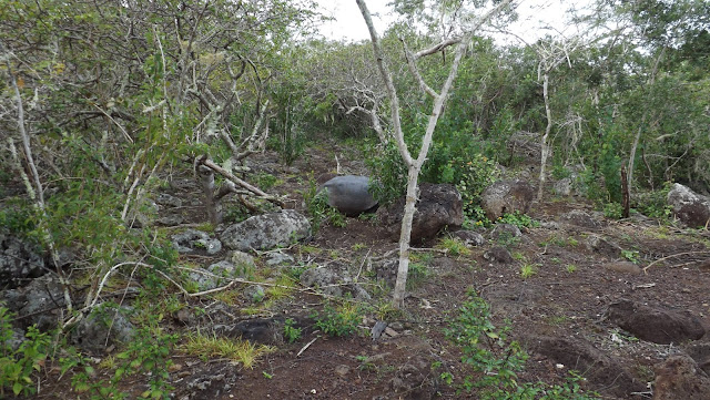 Tortuga terrestre de San Cristobal entre la vegetación