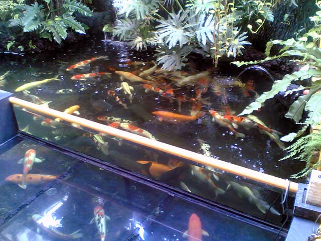 Dasain Kolam Ikan Koi | Malioboro