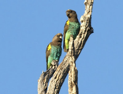 Brown parrot