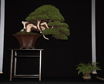 Bonsai Cemara Sargenti