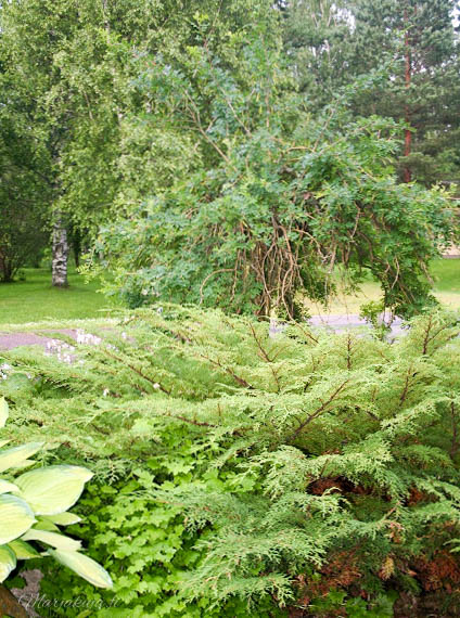 riippahernepuu leikkaus fiskars raivaussaksilla